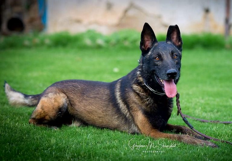 Hulk of Margalla Kennels Belgian Malinois Stud in Islamabad