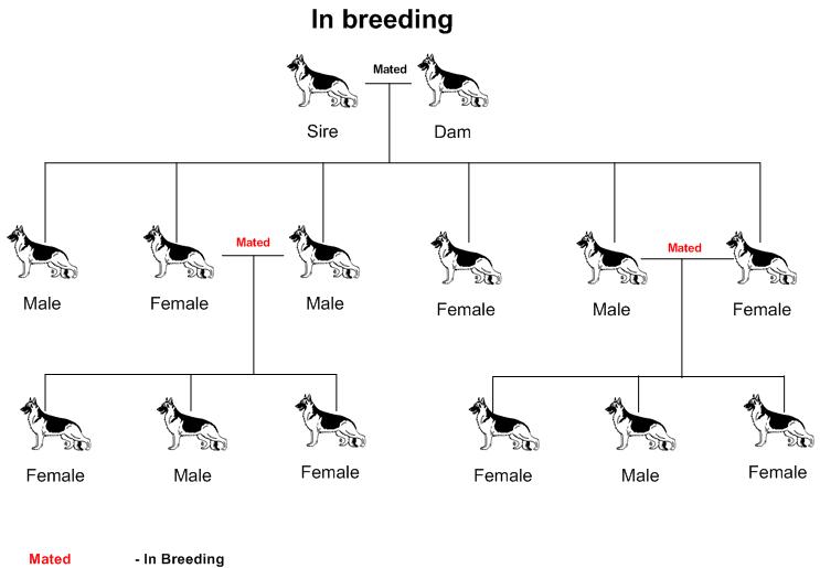 Breeding, Out Crossing, Line Breeding, In-breeding, Breeding of Dogs, Assor...
