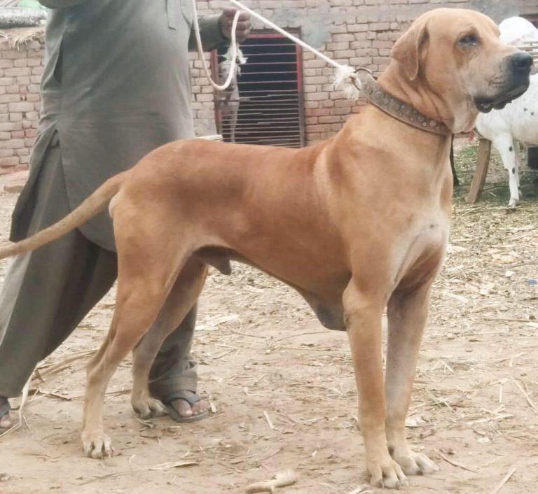 Luka Bully Kutta Stud In DI Khan