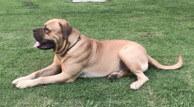 bullmastiff stud